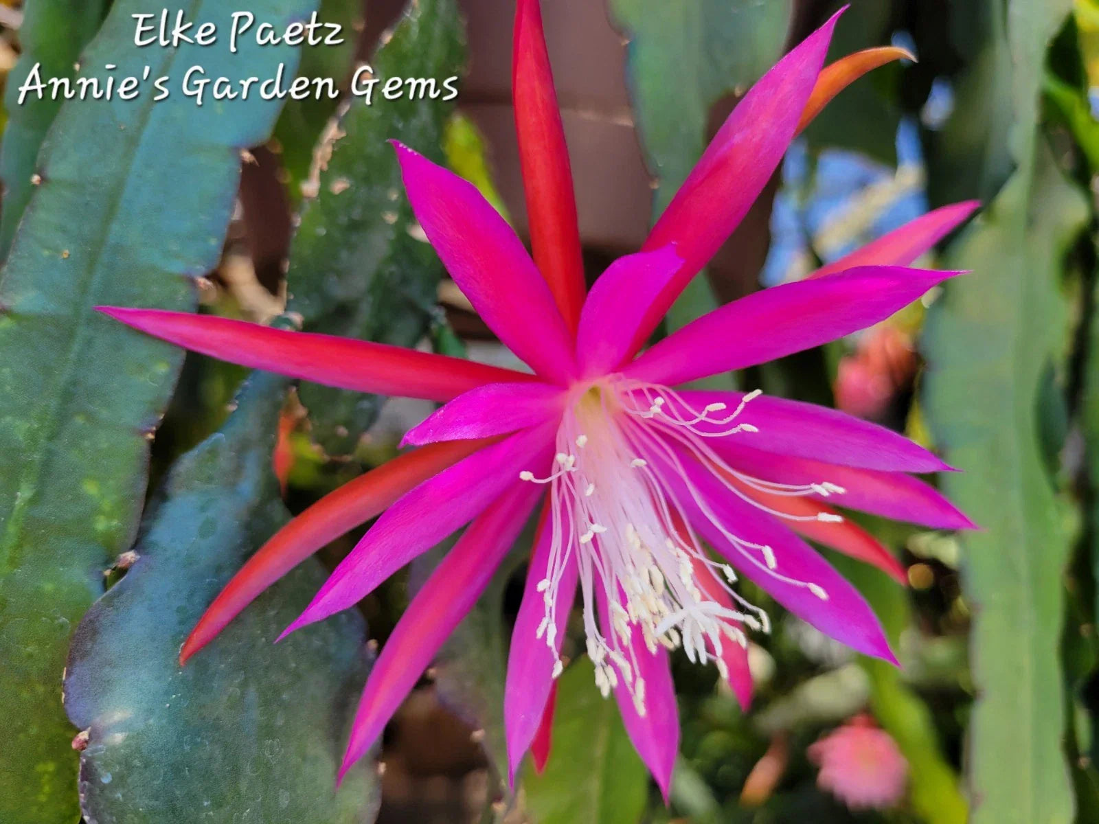 Epiphyllum Cuttings - Unrooted 8-10 inches - Elke Paetz Variety - Epiphyllum Hybrid Cactus for Propagation and Gardening