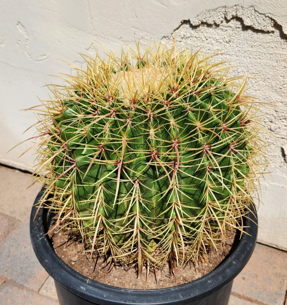Echinocactus Grusonii x Ferocactus Gracilis Hybrid Barrel Cactus Live Plant - Unique Succulent for Indoor/Outdoor Decor