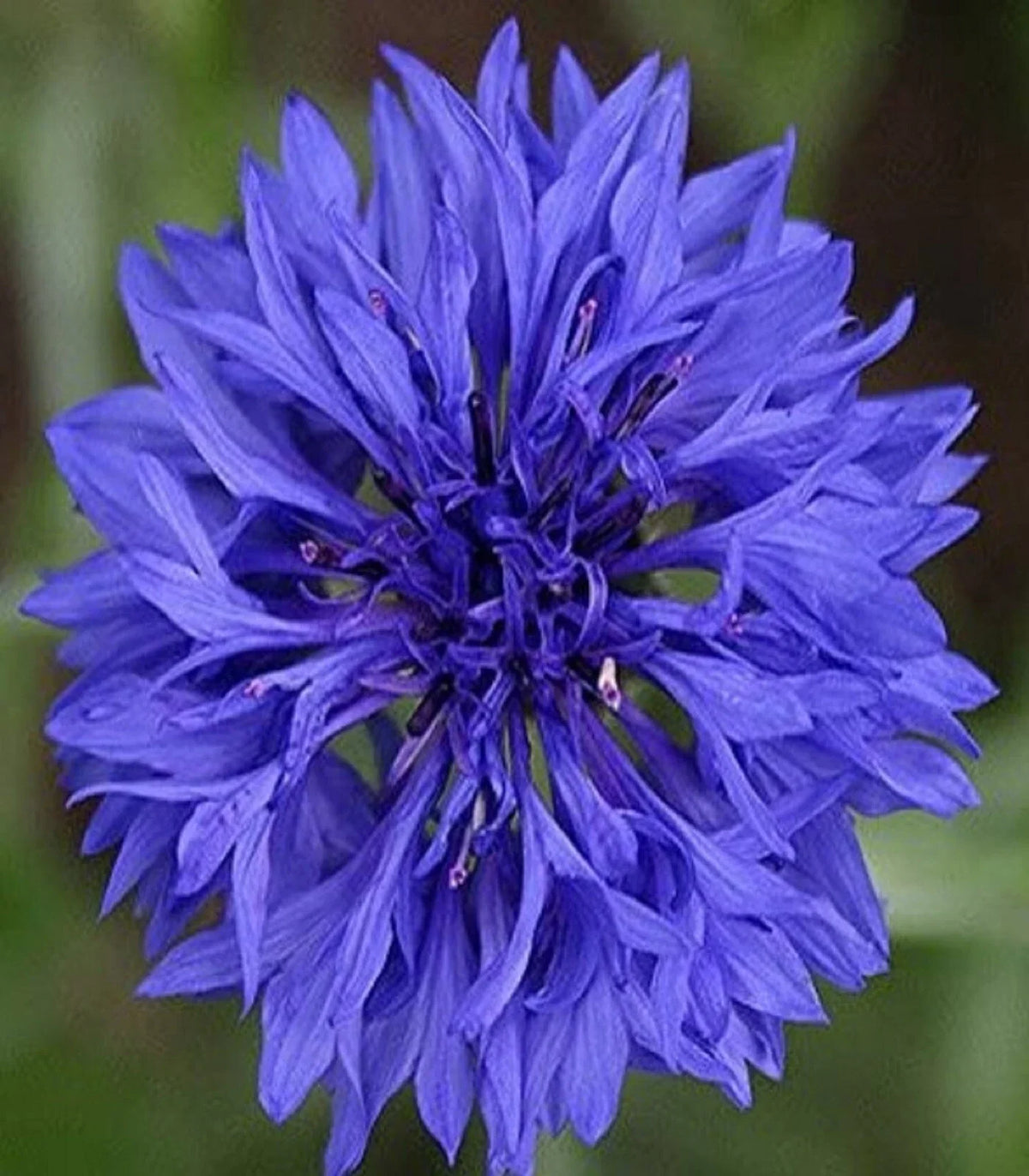 Cornflower Seeds 200 Pack - Blue Dwarf Variety - Centaurea cyanus - Non-GMO, Vibrant Blooms for Garden Borders and Containers