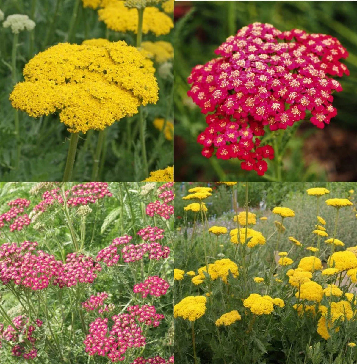 Yarrow Seeds - Sunset Mix - 1500 Non-GMO Seeds - Gold & Red Flowers - Pollinator-Friendly - Achillea millefolium