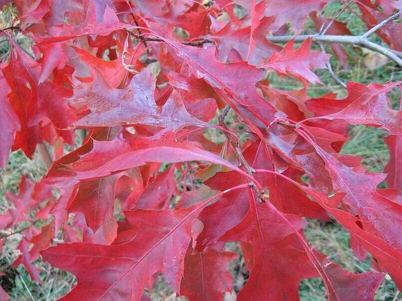 Scarlet Oak Tree Seeds | 100 Seeds | Vibrant Red Foliage | Quercus coccinea | Easy to Grow, Low Maintenance