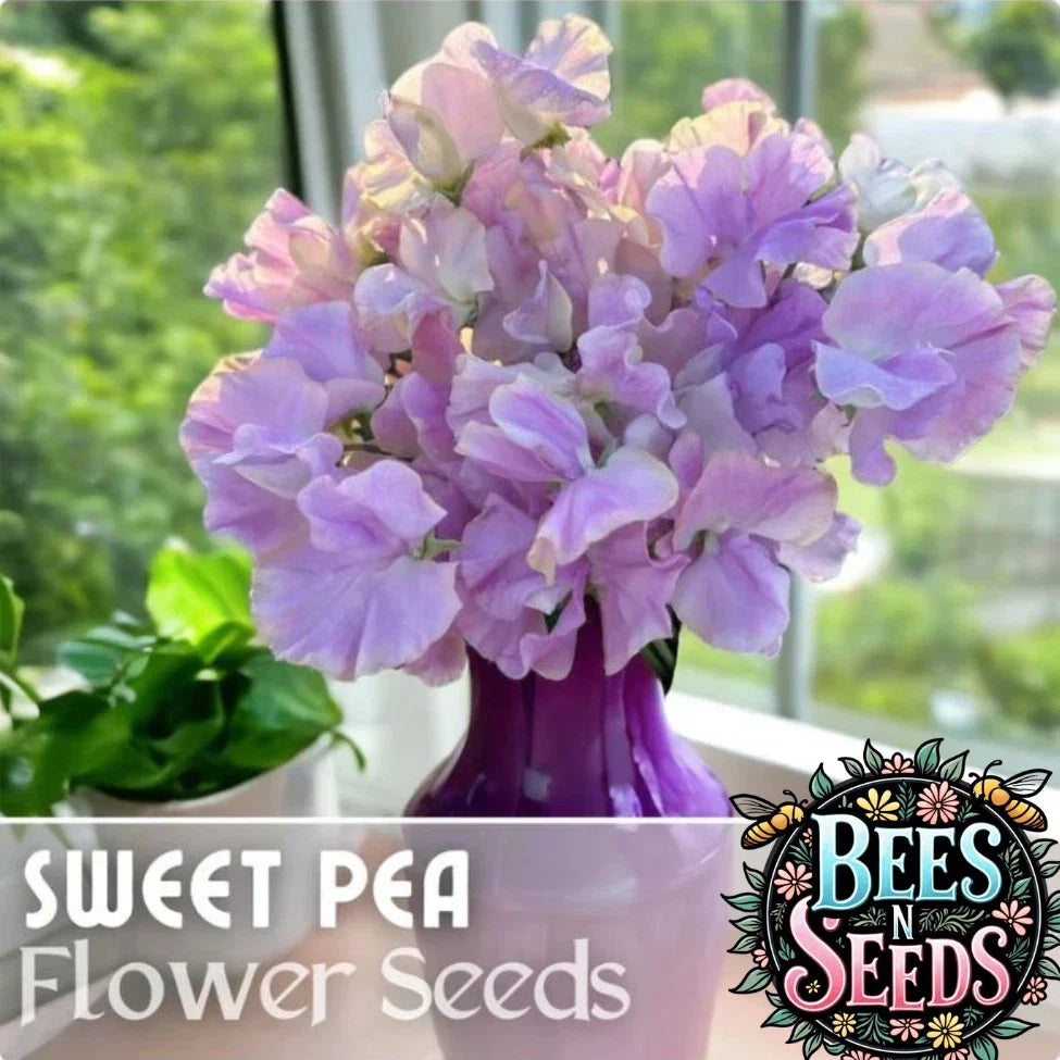 Sweet Pea Seeds - 35+ Non-GMO Annual Flower Seeds - Lathyrus odoratus - Colorful & Fragrant Garden Variety for Home Gardening