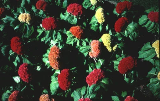 Celosia Amigo Mix Seeds - Colorful Flowering Plants for Garden - Celosia argentea, Annual, Attracts Pollinators, Easy to Grow