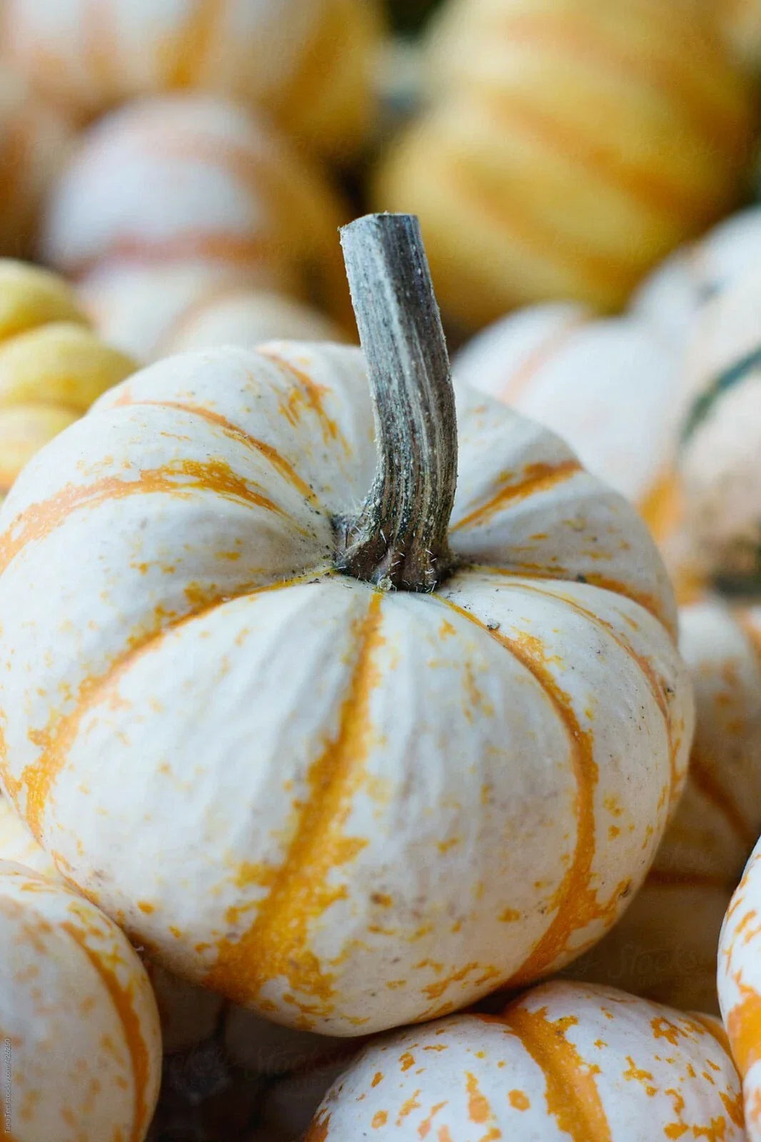 Dwarf Tiger Striped Gourd Seeds - 15 Rare Vegetable Seeds - Cucurbita pepo - Unique Compact Garden Variety