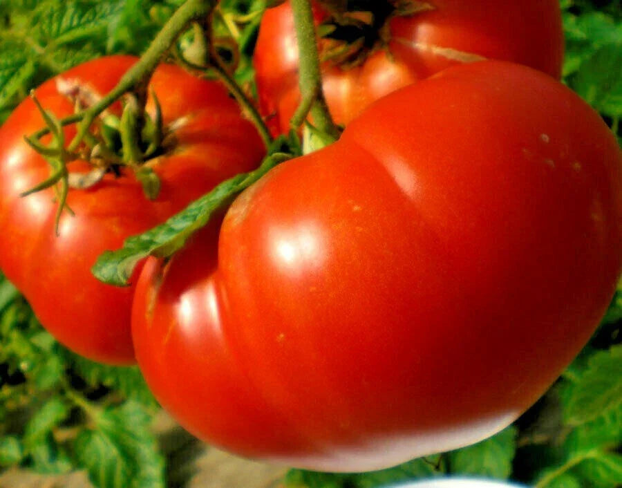 Mortgage Lifter Tomato Seeds - Organic Heirloom Variety - Non-GMO Vegetable Seeds - Solanum lycopersicum - Ideal for Containers