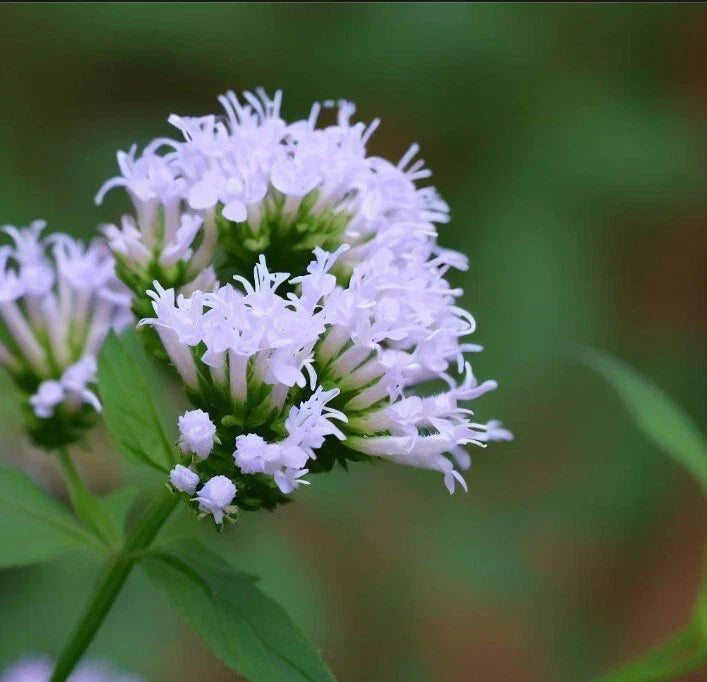 Mountain Mint Seeds, Slender Variety, Aromatic Leaves, Pycnanthemum tenuifolium - Pack of 50 for Culinary & Pollinator Gardens
