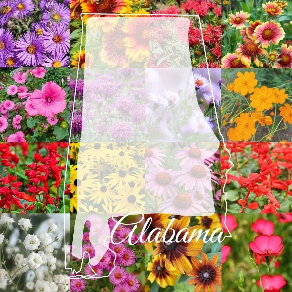 Alabama Wildflower Seed Mix 1/4LB Bulk - Colorful Native Wildflowers for Pollinators (Various Species)