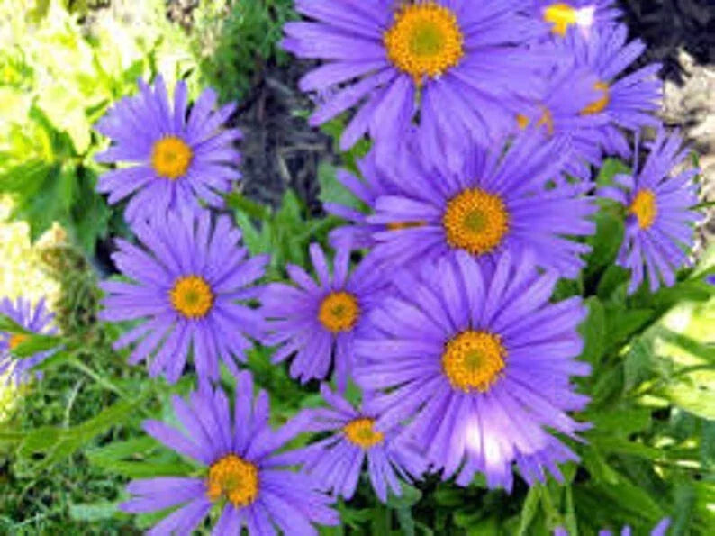 Blue Aster Seeds 100 Pack, Organic Heirloom Perennial, Aster Alpinus Blue - Vibrant Flowers for Garden