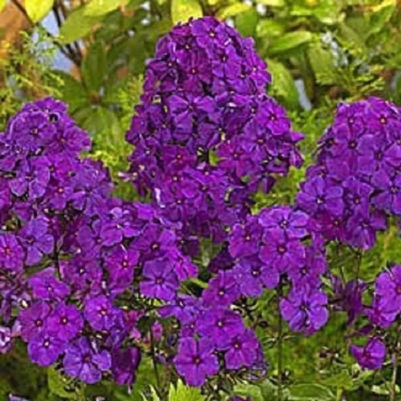 50 Phlox Seeds | Bright Purple Butterfly Flower | Perennial | Phlox paniculata | Attracts Pollinators | Non-GMO