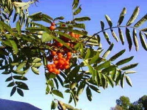 Amur Rowan Seeds - 20 Seeds - Sorbus Aucuparia - Ash Tree Mountain Variety - Wildlife Friendly, Low Maintenance