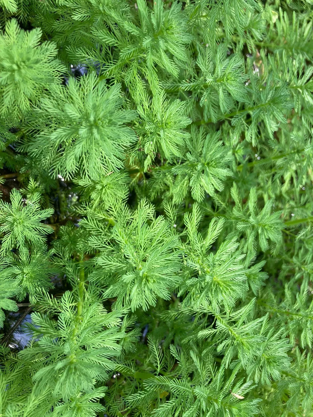 Parrot Feather Aquatic Plants - 15 Pack - Myriophyllum aquaticum - Hardy Perennial for Ponds & Aquariums - Emersed Growth