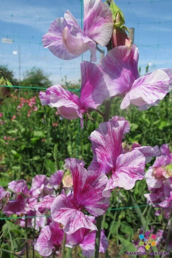 Pandemonium Sweet Pea Seeds 50 Pack - Lathyrus odoratus - Colorful Climbing Vines for Garden Planting - Easy to Grow