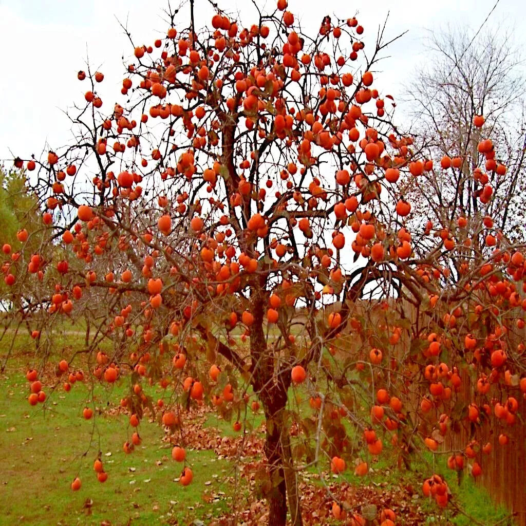 Persimmon Tree Seeds - Sugar Plum Variety - Diospyros Virginiana - Cold Hardy 4-9 - Easy to Grow for Home Gardens