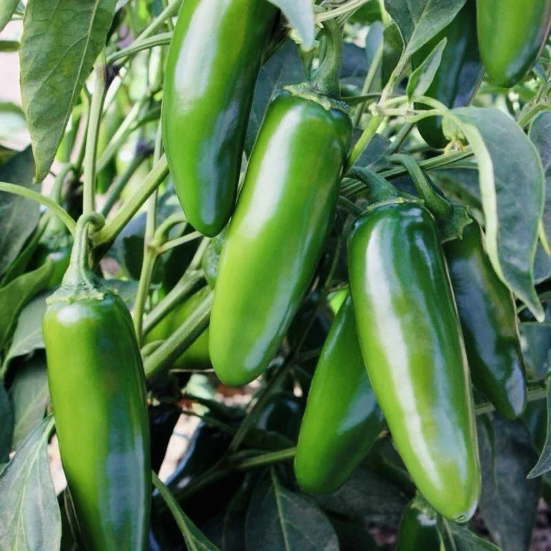 Jalapeno Hot Pepper Seeds 100+ Heirloom Non-GMO Capsicum annuum Medium Peppers for Spicy Dishes – Fast Shipping USA