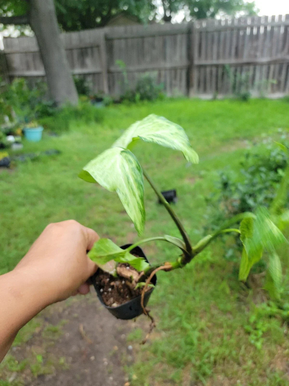Syngonium Podophyllum Plant - 3 Inch Pot - Arrowhead White Butterfly - Indoor Houseplant - Variegated Green & White Leaves