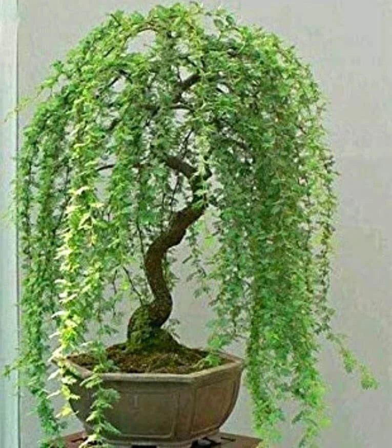 Green Weeping Willow Tree Cutting - Dwarf Bonsai, Thick Trunk, Salix babylonica - Compact Indoor/Outdoor Plant