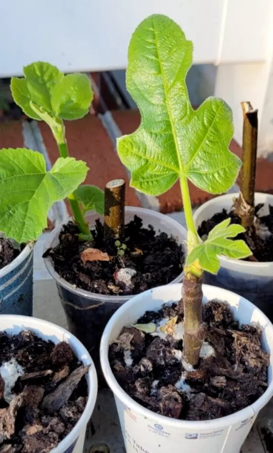 Organic Celeste Honey Sugar Fig Tree - Small Pot, Cold Hardy Ficus carica, Great Producer of Sweet Figs