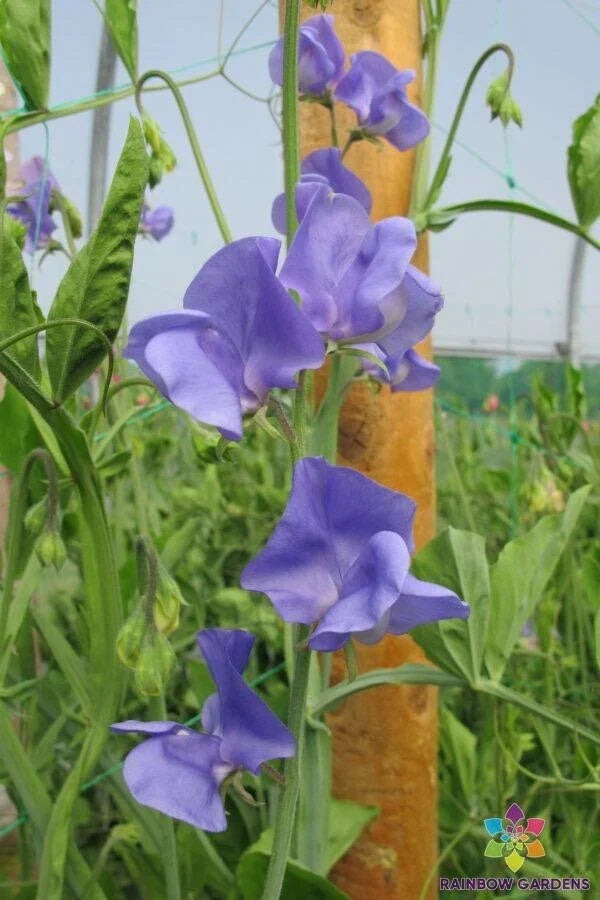 Sweet Pea Seeds - 50+ Pack - Fragrant Garden Variety - Lathyrus odoratus - Non-GMO - USA