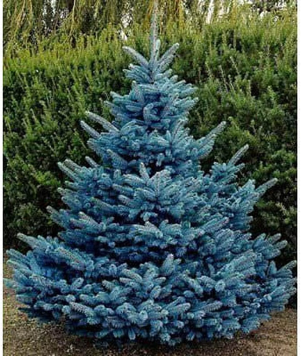 30 Blue Spruce Seeds for Planting, Colorado Blue Spruce, Picea Pungens Glauca - Perfect for Landscapes and Wildlife