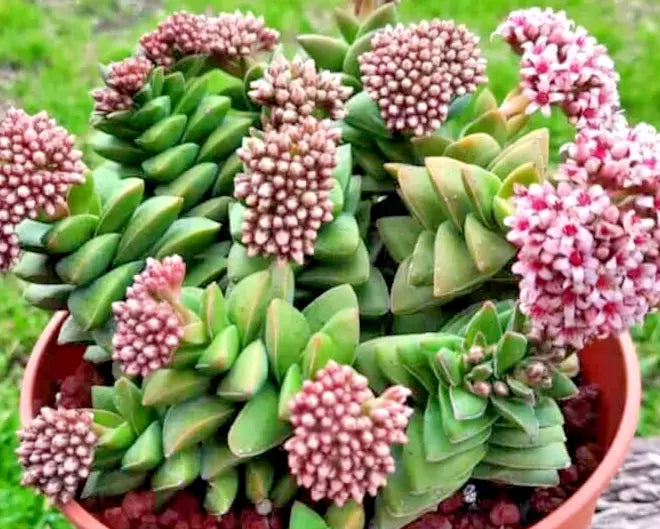 Succulent Crassula 'Bride's Bouquet' Live Plant - Grayish-Green Leaves with Pink Flowers - Bare Root, Low Maintenance