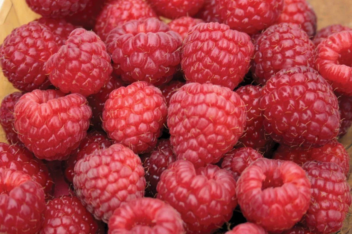 Live Rooted Nova Red Raspberry Plant Starter - Rubus idaeus - Mid-Summer Bearing - Medium to Large Berries - Zones 3-8