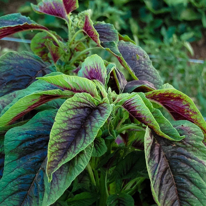 Red Leaf Amaranth Seeds - 200 Seeds - Amaranthus Tricolor - Nutritious Spinach Greens for 2025 Planting