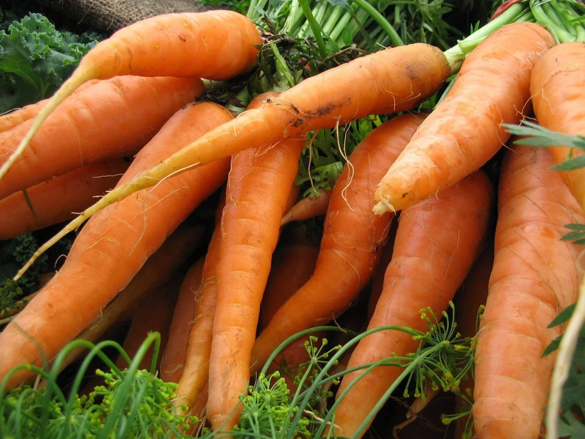 Scarlet Nantes Carrot Seeds - NON-GMO Early Coreless Variety - Daucus carota - Multiple Sizes Available for Easy Gardening