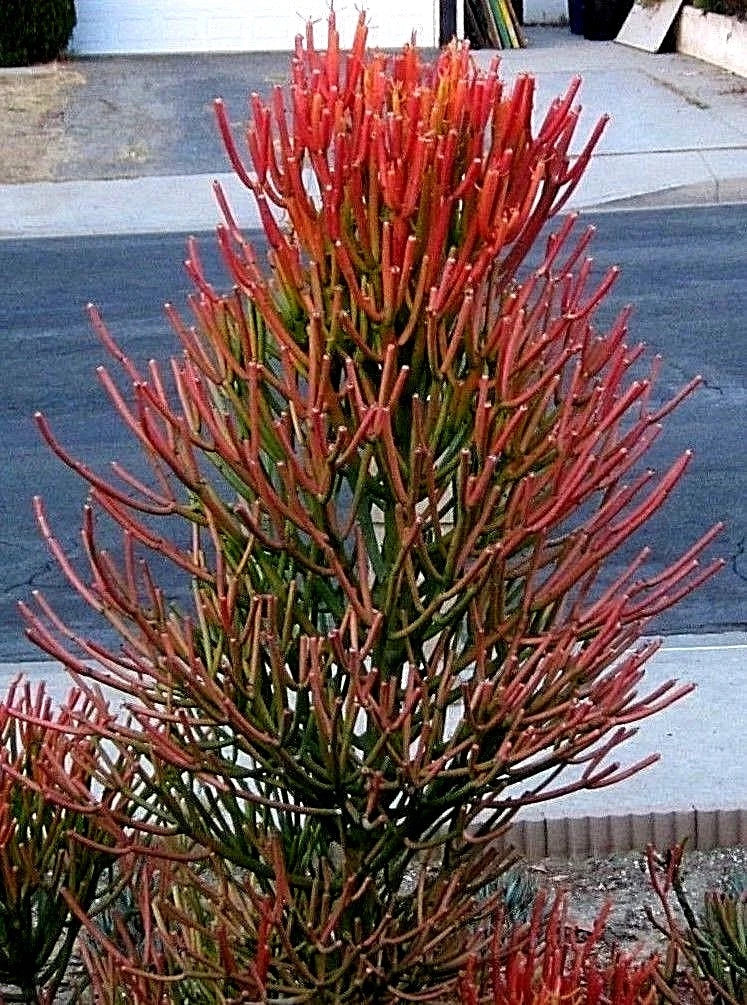 Fire Sticks Cuttings 10 Pack - Euphorbia Tirucalli Pencil Cactus Succulent - Fresh for Planting & Propagation