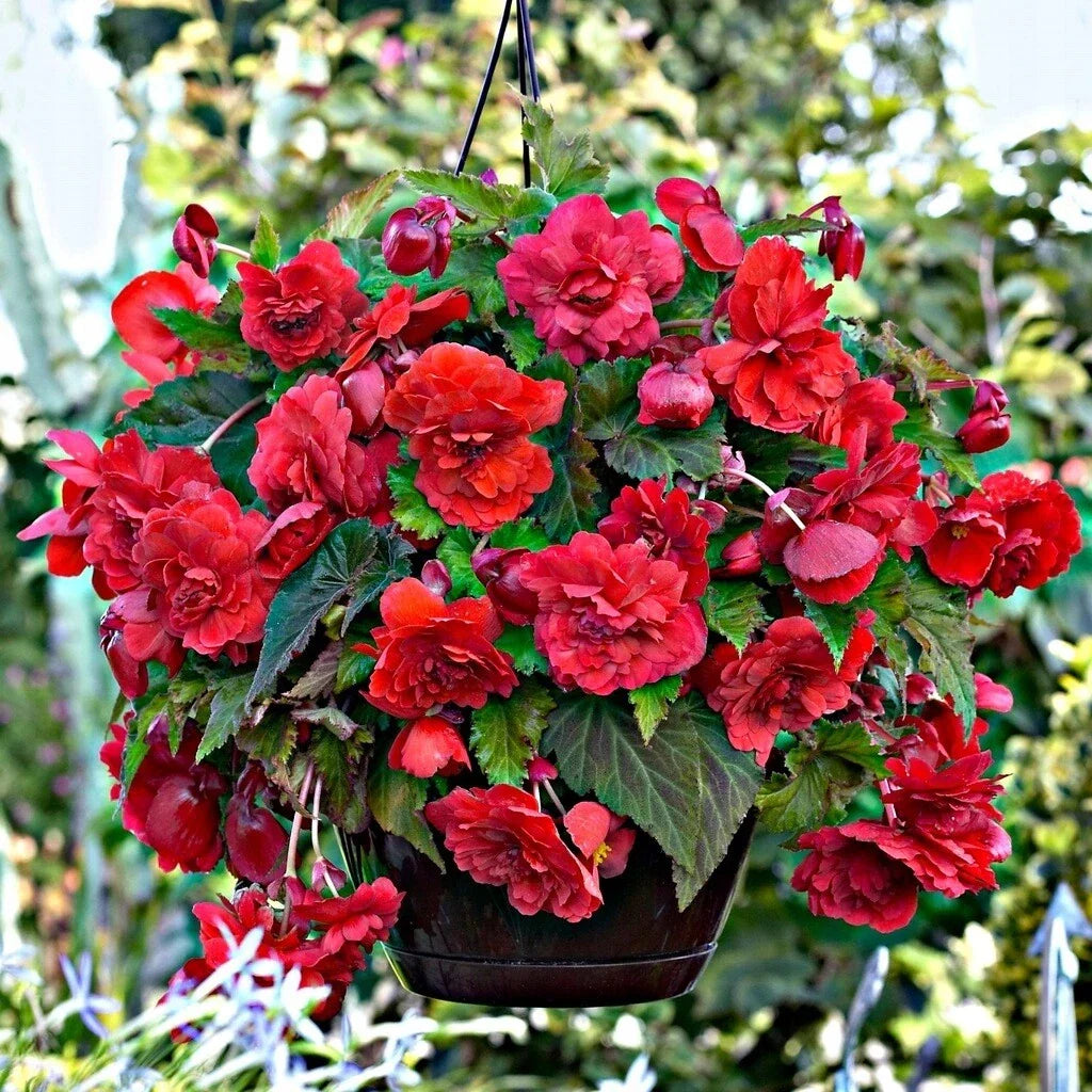 Begonia Seeds - 100 Count - Glory Hot Tip Red - Begonia x tuberhybrida - Easy to Grow Indoor/Outdoor Garden Plant