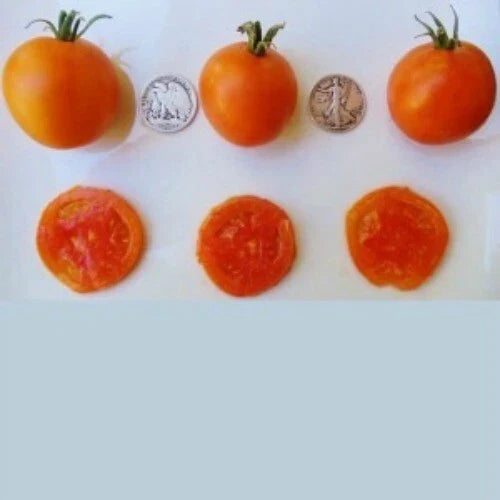 Jaune Flammee Tomato Seeds - 25 Count - Non-GMO - Lycopersicon esculentum - Chef Favorite - 2023 Harvest