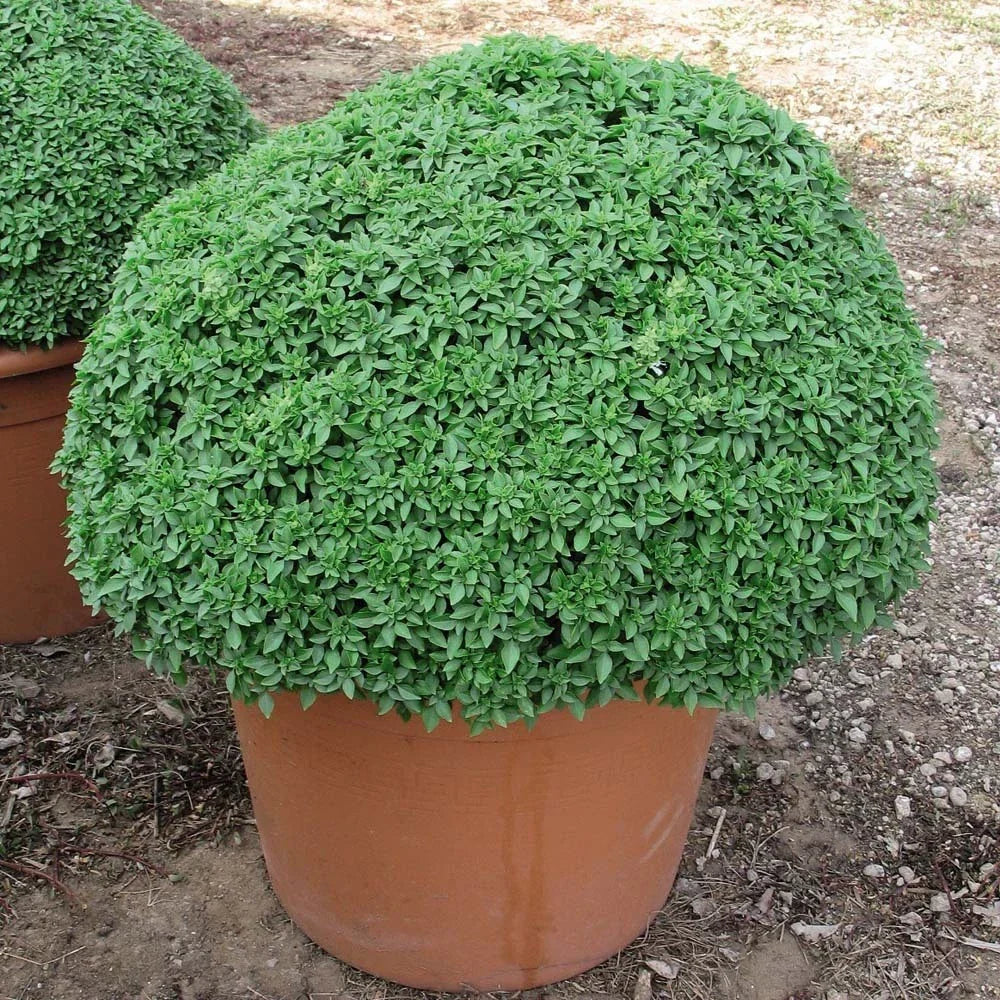 Dwarf Greek Basil Seeds - 50 Count Packet - Compact Variety - Pungent Flavor - Ocimum basilicum 'Greek Dwarf'