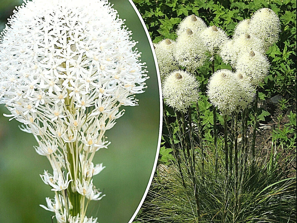 Beargrass Seeds - 100+ Count - White Torch Lily - Xerophyllum tenax - Perennial Wildflower for Naturalized Gardens
