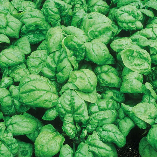 Bloomsdale Spinach Seeds - Heirloom Variety - Spinacia oleracea - Non-GMO, Nutrient-Rich for Home Gardening