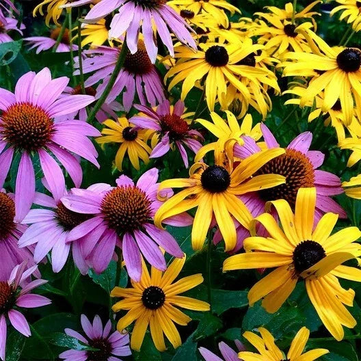 Echinacea & Black Eyed Susan Seed Mix - 250 Non-GMO Seeds - Native Wildflower Blend - Echinacea purpurea & Rudbeckia hirta