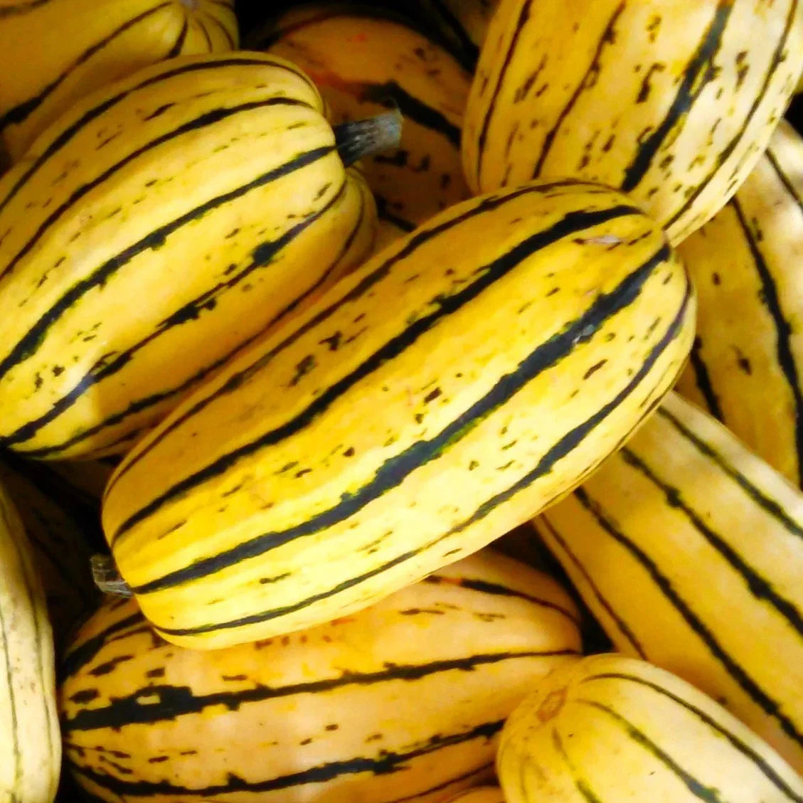Delicata Squash Seeds - 30+ Count Organic Heirloom - Cucurbita pepo - Sweet Creamy Flavor for Home Garden Planting