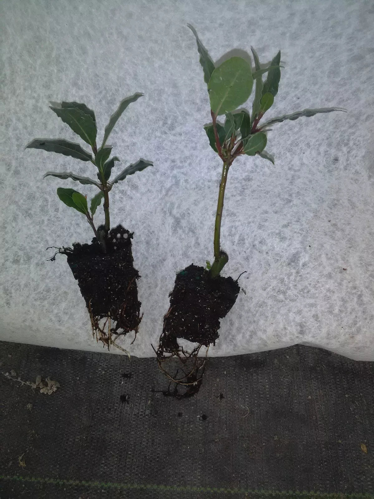 Bay Leaf Tree Plant - 2-4 Inches - Healthy Laurus nobilis - Pesticide-Free - Aromatic Culinary Herb - Grown in Florida