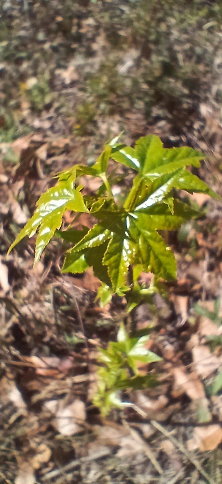 Sweet Gum Trees 5-Pack Seedlings 10"-1ft Tall Rare Southern Alabama Liquidambar styraciflua Native Foliage