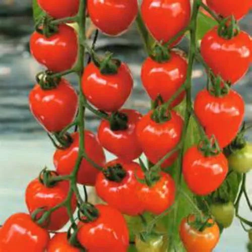 Cherry Tomato Seeds - Sweet Flavor Variety - Heirloom Cherry Berries - Solanum lycopersicum - 25 Seeds Packet