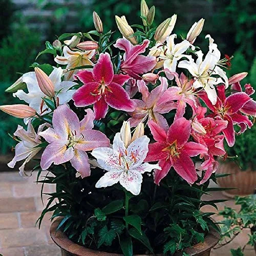 Mixed Oriental Lilies Bulbs - 6 Fresh Lilium orientalis, Easy to Grow, Vibrant Colors, Ideal for Gardens and Containers