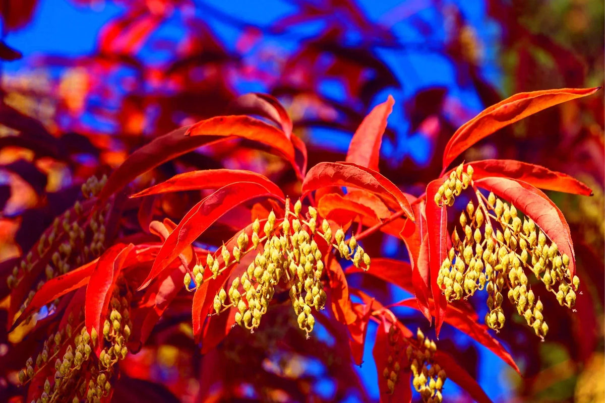 Lily of the Valley Tree Seeds - 100 Seeds, Sourwood, Oxydendrum arboreum, Hardy Perennial, Ornamental Tree Seeds
