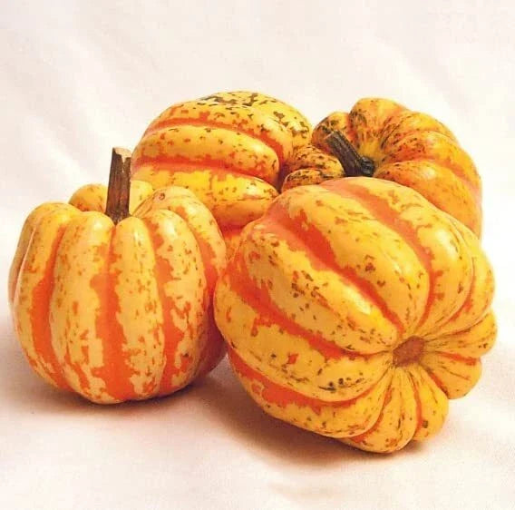 Celebration Squash Seeds (10 Seeds) - Exotic Pumpkin Variety for Planting, Cucurbita pepo - Unique Autumn Garden Decor