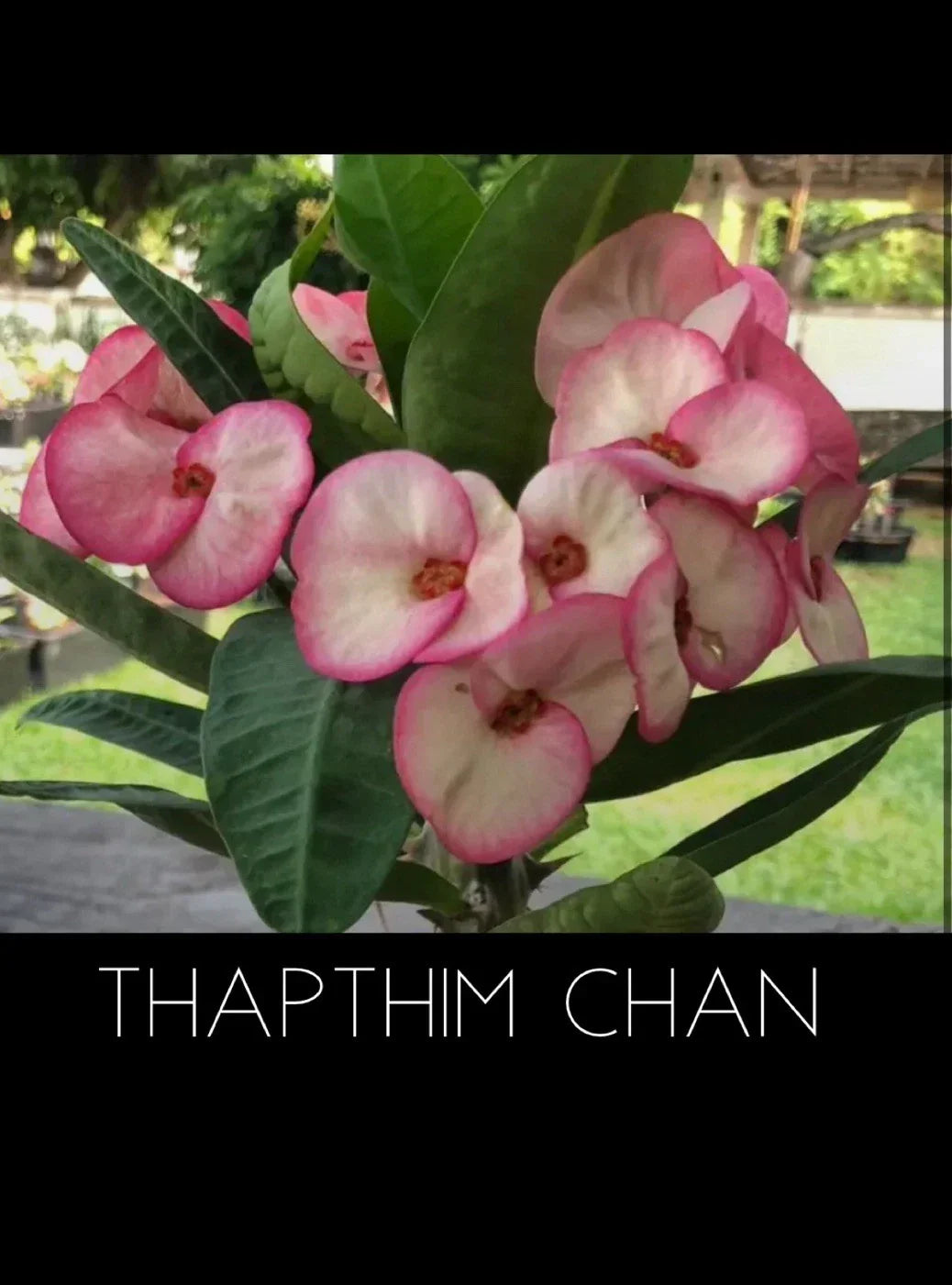 Crown of Thorns Plant - 4-Inch Pot - Thapthim Chan Variety - Euphorbia Milii - Rooted Succulent for Home & Garden Decor