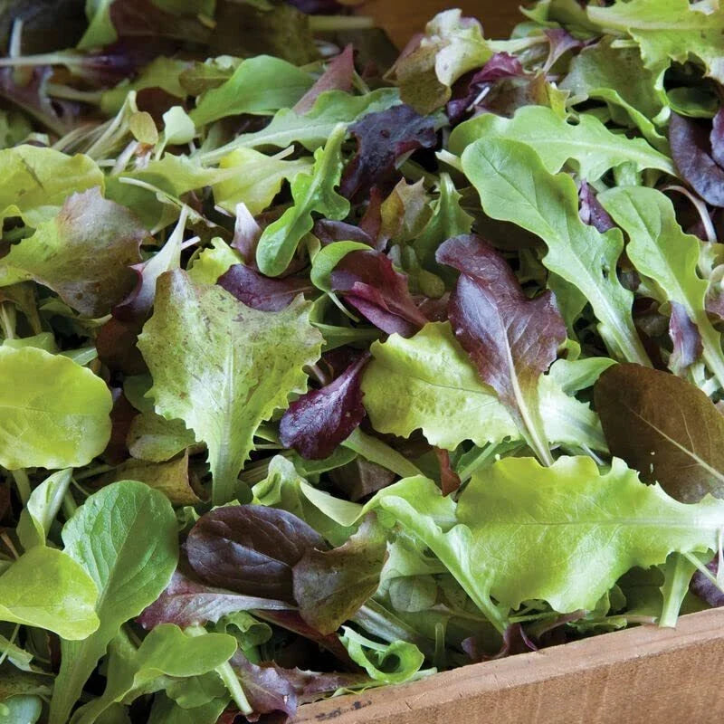 Gourmet Lettuce Mix Seeds - 500 Heirloom Seeds - Colorful Blend of Butterhead, Romaine, and Leaf - Lactuca sativa