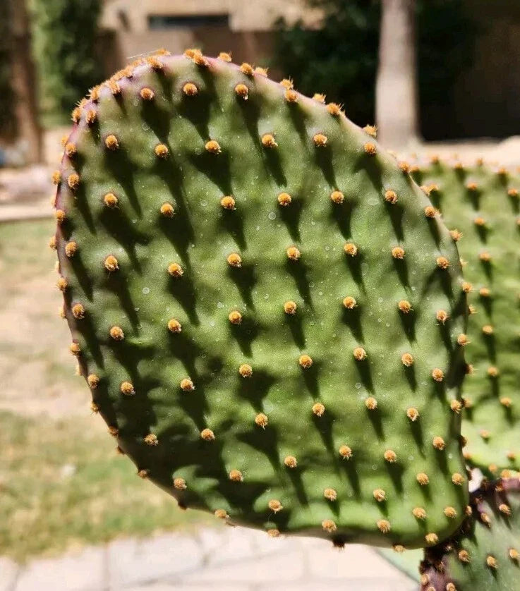 Opuntia Lubrica Prickly Pear Cactus Pad Cutting - Live Succulent for Drought-Tolerant Gardening - Edible Fruit Plant