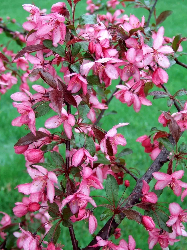 Royal Raindrops Crabapple Seeds - 25+ Pack - Malus 'Royal Raindrops' - Ornamental Tree for Garden Planting