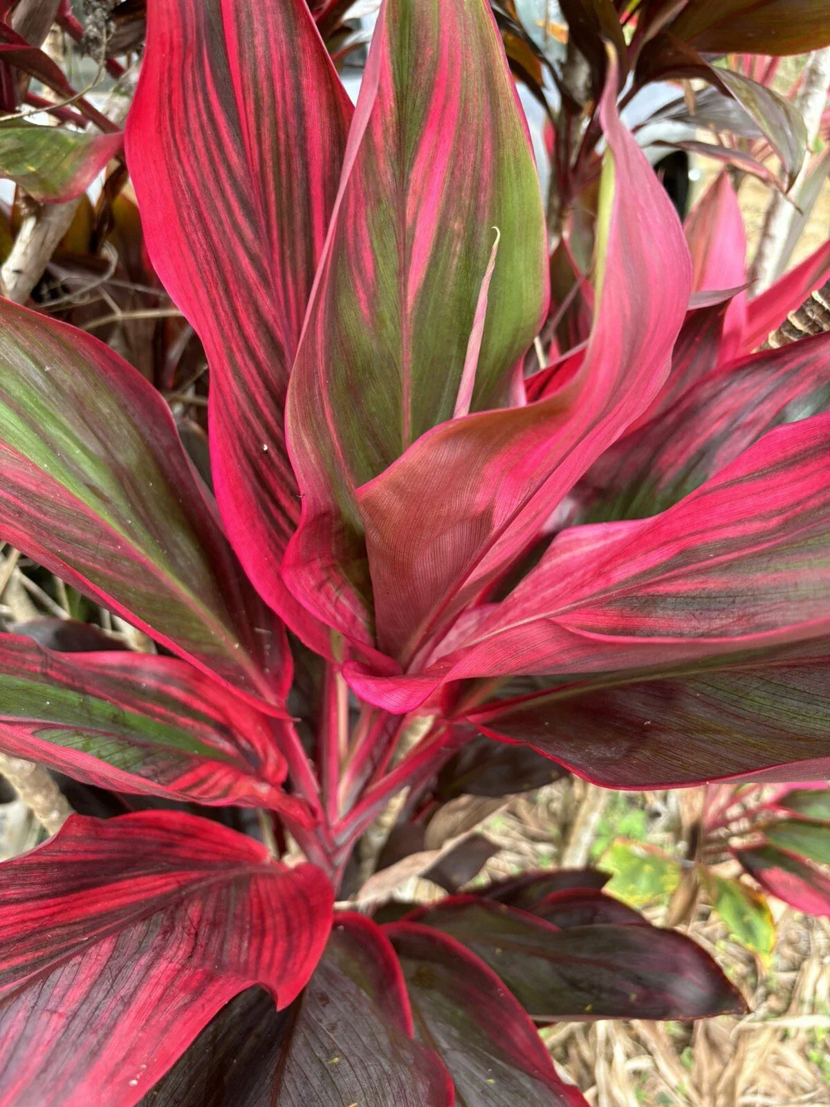 Hawaiian Ti Leaf Cuttings 6-Inch Mixed Green Pink Red - Cordyline fruticosa x10 - Tropical Starter Logs for Indoor Outdoor Gardening