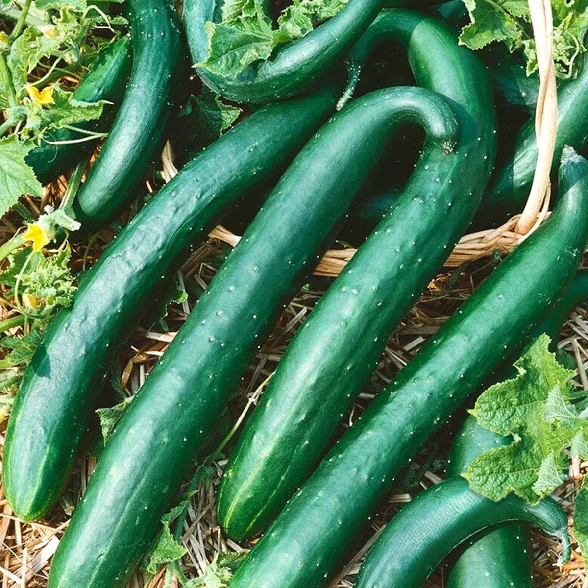 Cucumber Seeds Pack of 50 - Green Dragon Burpless Heirloom (Cucumis sativus) - Cold Weather Early Planting