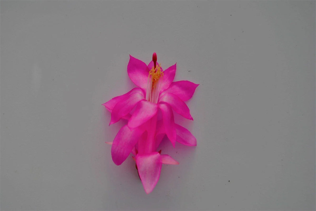 Christmas Cactus Starter Plant - Small Jolly Dancer - Schlumbergera Truncata - Healthy Well-Rooted Indoor Plant