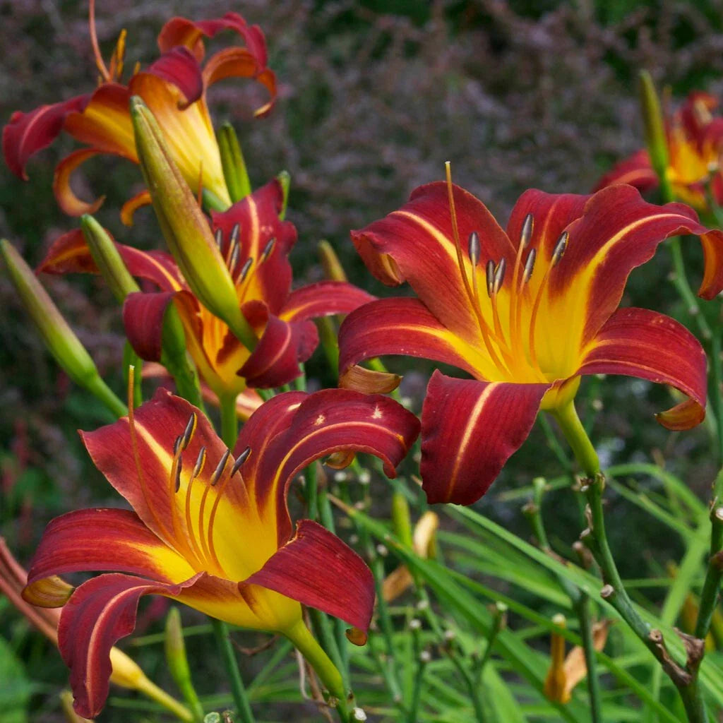 Daylily Bare Root Plants 25 Pack Autumn Red Hemerocallis 'Autumn Red' Vibrant Red Flowers for Garden Borders and Containers