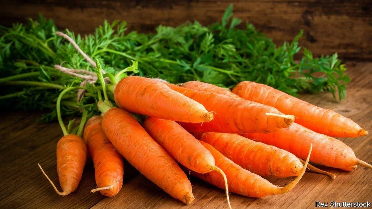 Carrot Seeds 50 Pack Heirloom Daucus carota Organic Vegetable Garden Seeds